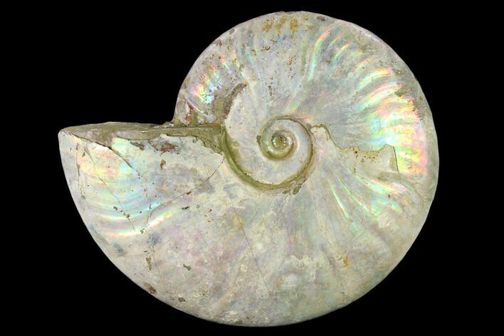 Silver Iridescent Ammonite (Cleoniceras) Fossil - Madagascar #137400